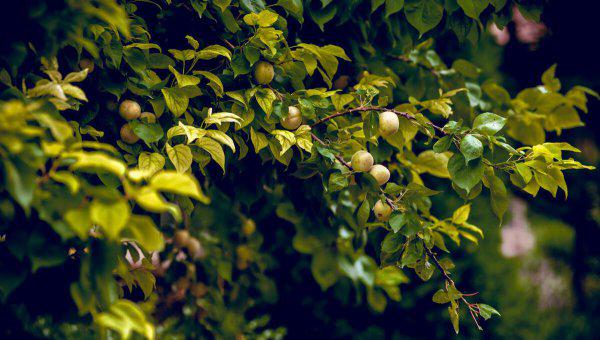 留取丹心照汗青的汗青什么意思