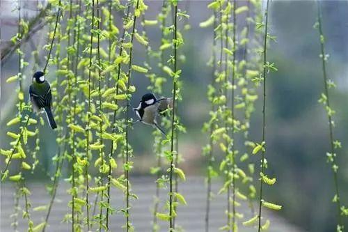 春天有几个节气分别是什么