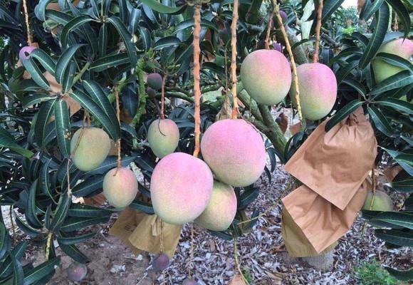 芒果催熟哪种方法最快又不坏