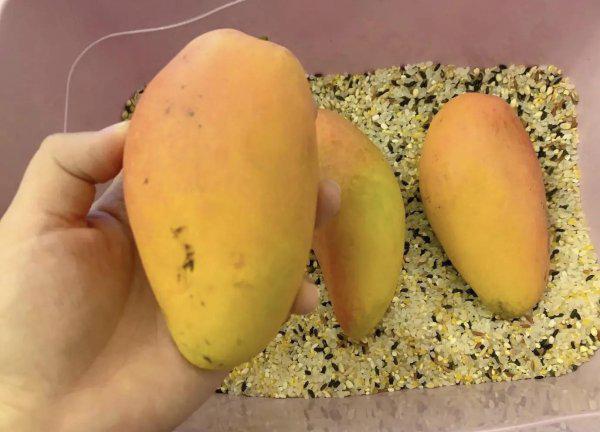 芒果催熟哪种方法最快又不坏