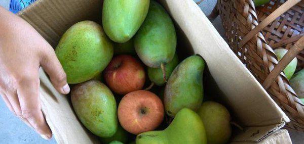 芒果催熟哪种方法最快又不坏