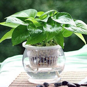 喜水不怕涝的植物 推荐4种喜湿耐涝的植物排名