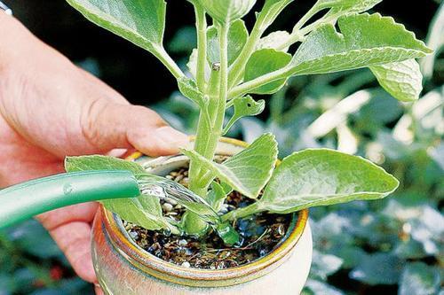 喜水不怕涝的植物