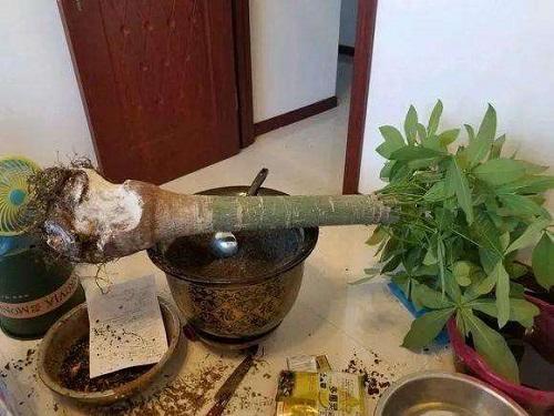 喜水不怕涝的植物