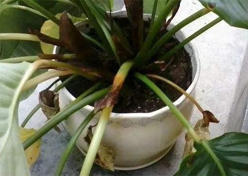 喜水不怕涝的植物