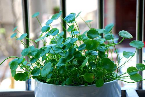 喜水不怕涝的植物