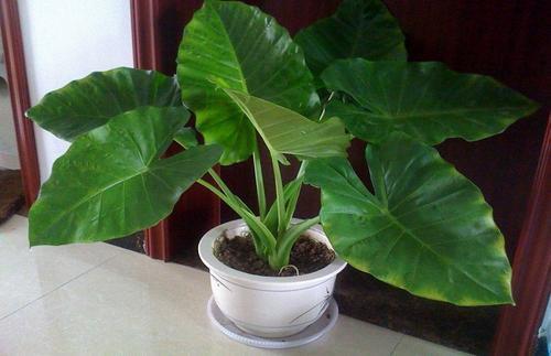 喜水不怕涝的植物