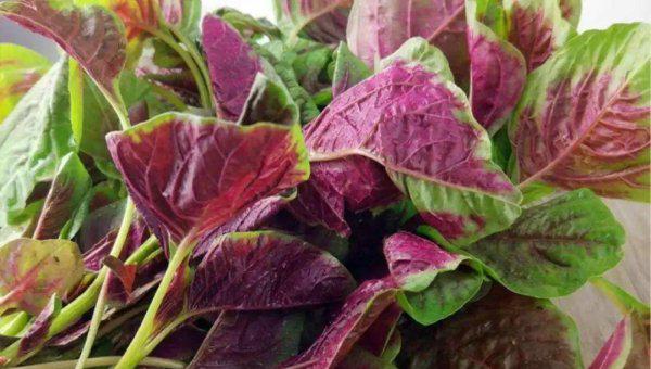 端午节五黄指的是什么