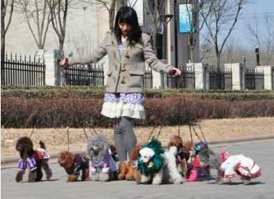 养贵宾犬的人都后悔了