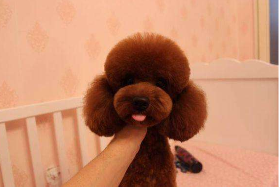 养贵宾犬的人都后悔了