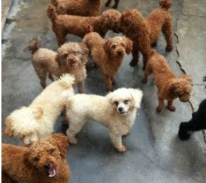 养贵宾犬的人都后悔了