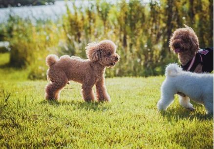 养贵宾犬的人都后悔了