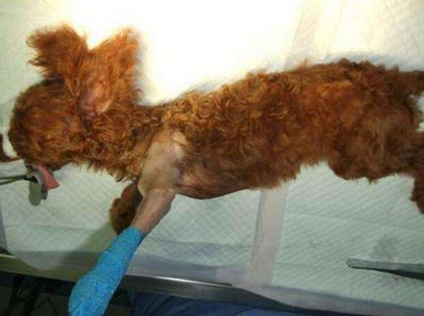 养贵宾犬的人都后悔了