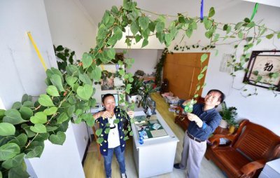 绿萝为什么叫鬼花 能让绿萝长得茂盛的小秘诀有哪些