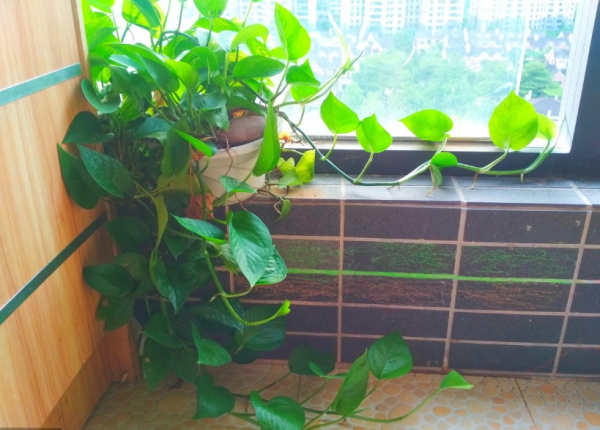 绿萝为什么叫鬼花