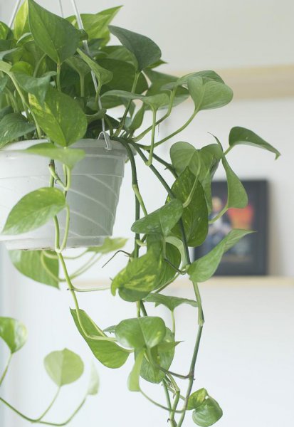 绿萝为什么叫鬼花