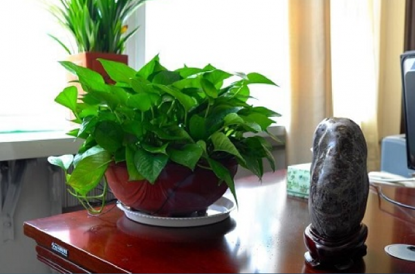 绿萝为什么叫鬼花