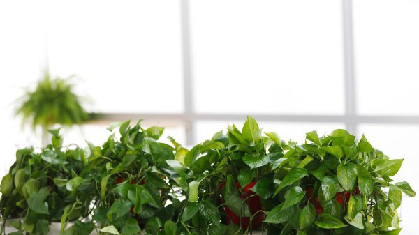 绿萝为什么叫鬼花