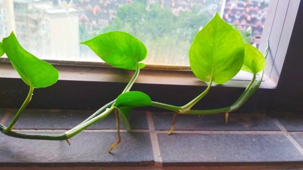 绿萝为什么叫鬼花