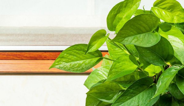 绿萝为什么叫鬼花