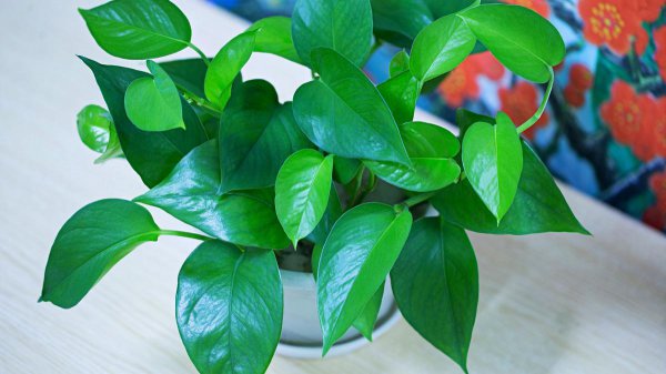 绿萝为什么叫鬼花