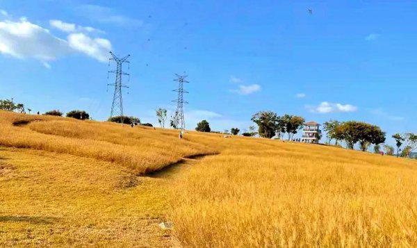 深圳十大网红公园盘点