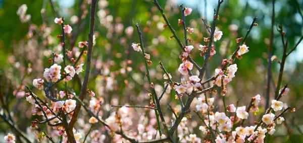 深圳十大网红公园盘点