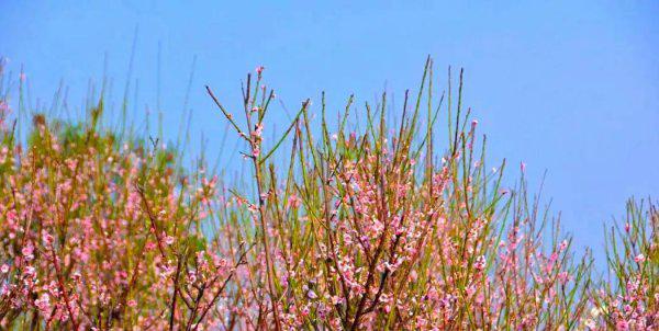 深圳十大网红公园盘点