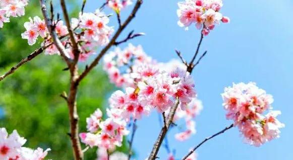 深圳十大网红公园盘点