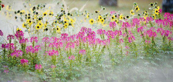 深圳十大网红公园盘点