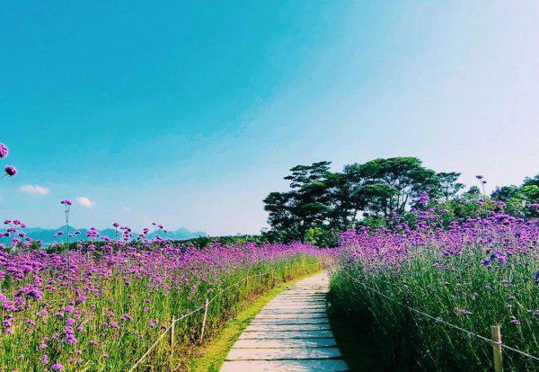 深圳十大网红公园盘点