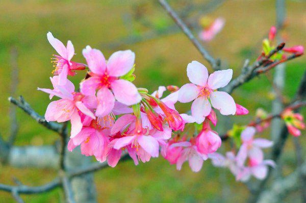 深圳十大网红公园盘点