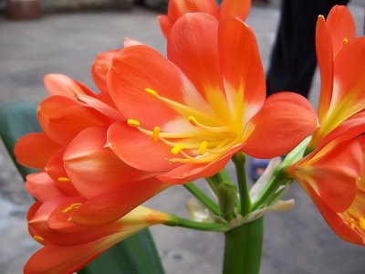 适合懒人养的阳台花卉 不用花时间打理的五种懒人花