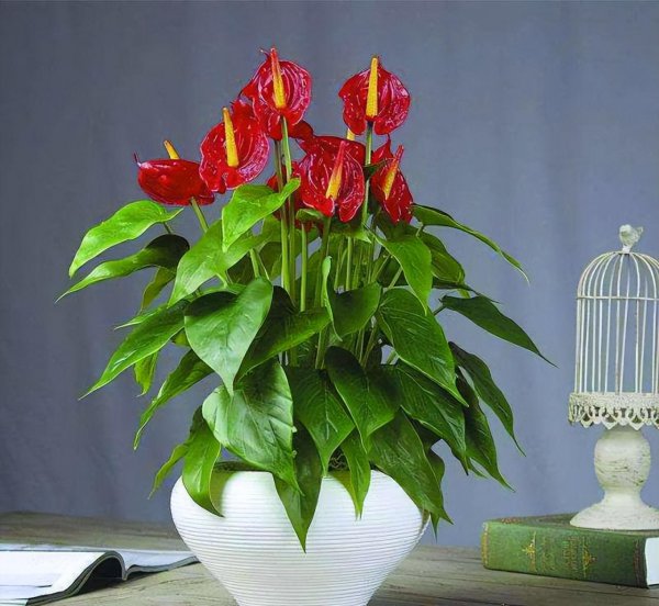 适合懒人养的阳台花卉