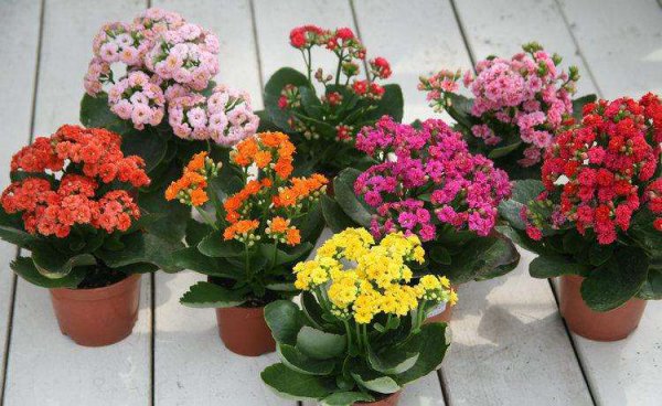 适合懒人养的阳台花卉