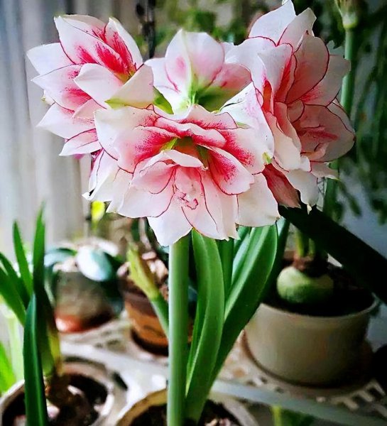 适合懒人养的阳台花卉