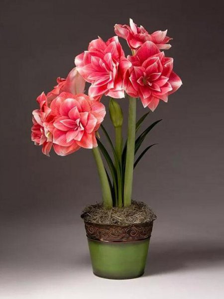 适合懒人养的阳台花卉