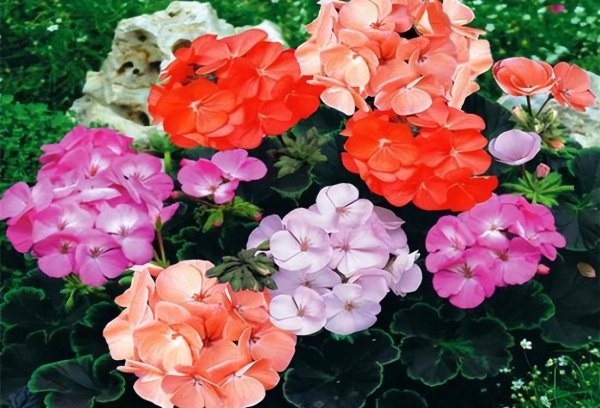 适合懒人养的阳台花卉