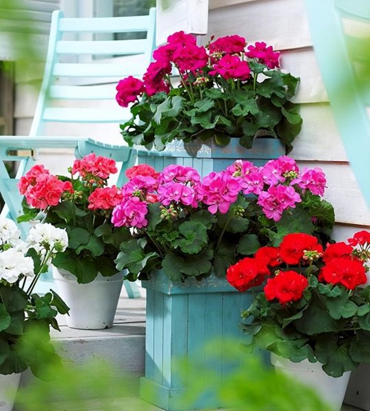 适合懒人养的阳台花卉