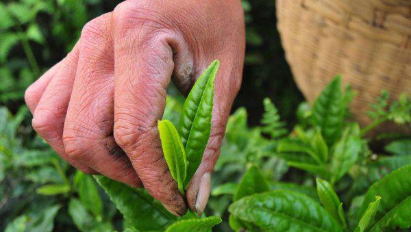 生苗和熟苗是什么意思