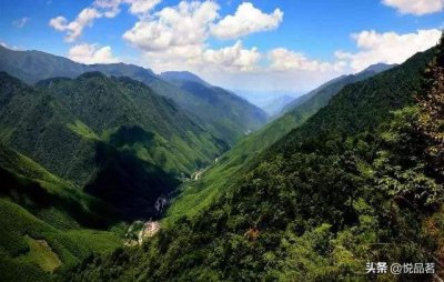 金骏眉产地哪里最好又正宗 如何辨别正宗的金骏眉