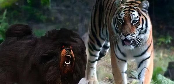 藏獒和老虎哪个厉害