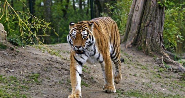 藏獒和老虎哪个厉害