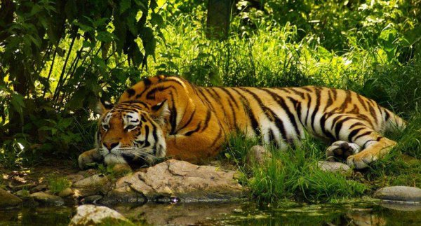 藏獒和老虎哪个厉害