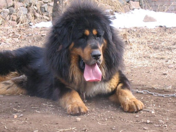 藏獒和老虎哪个厉害