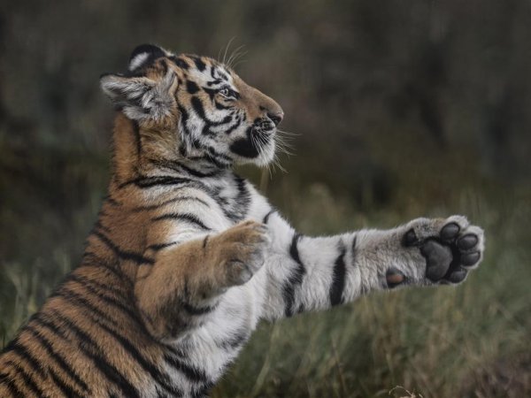 藏獒和老虎哪个厉害