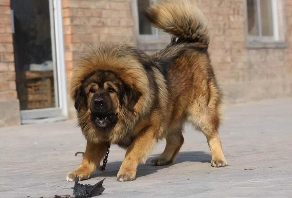 藏獒和老虎哪个厉害