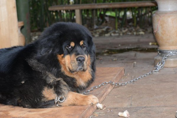 藏獒和老虎哪个厉害