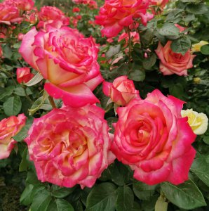 豆腐渣怎么发酵做肥料 手把手教你将豆渣轻松变成有机肥