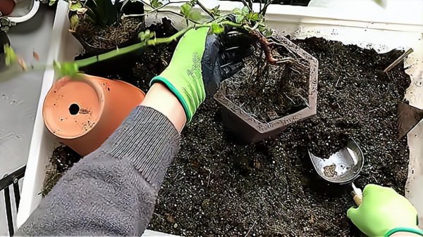 豆腐渣怎么发酵做肥料